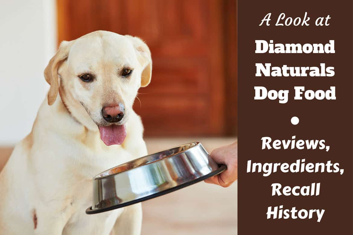 The Comprehensive Guide to Diamond Naturals Dog Food