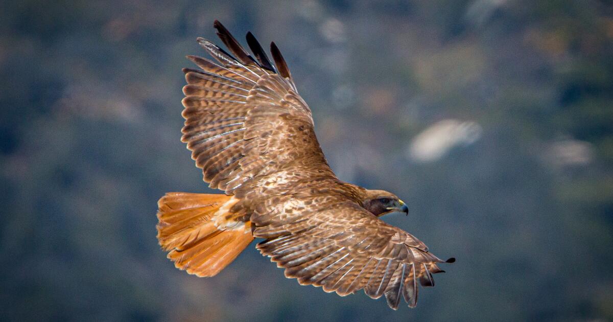 Cooper's Hawk