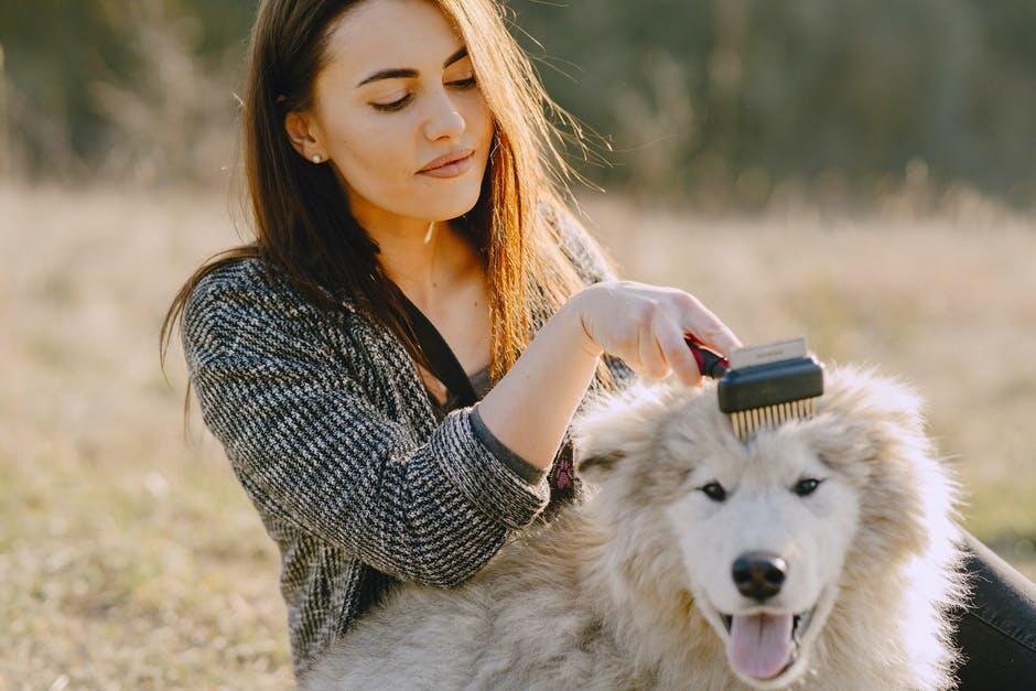 dog skin and coat supplement