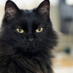 Black Maine Coon