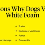 Dog Throwing Up White Foam