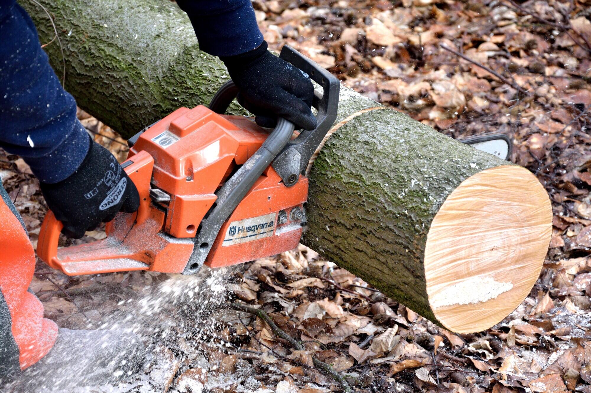 professional tree service