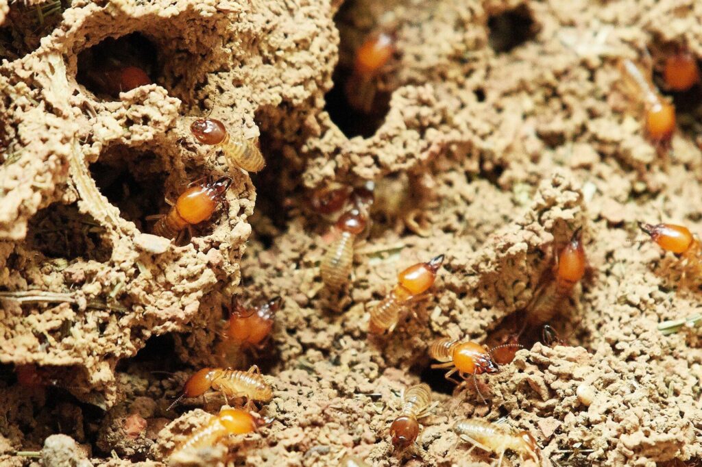 diy termite control