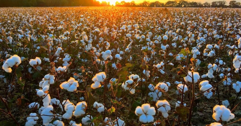 cotton fields