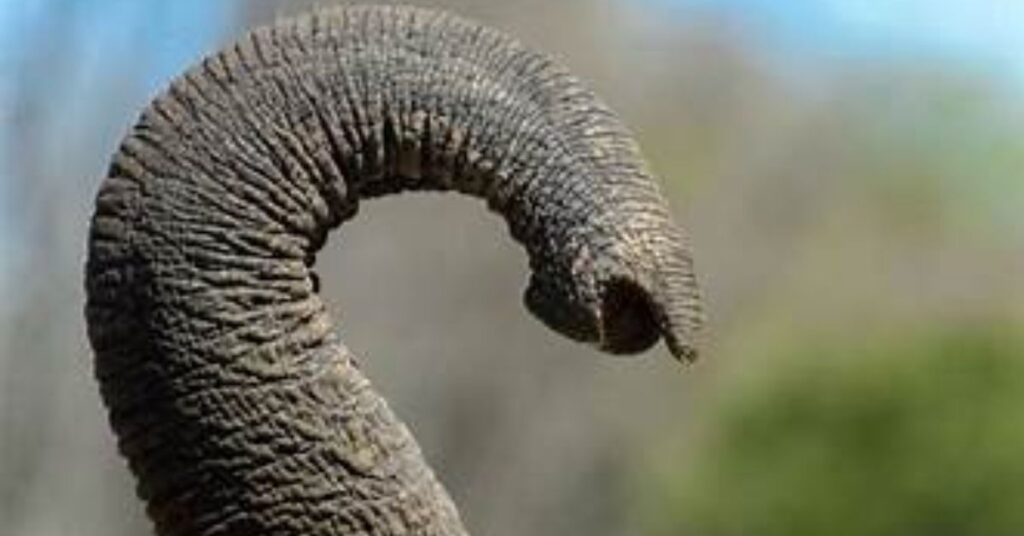 elephant trunk
