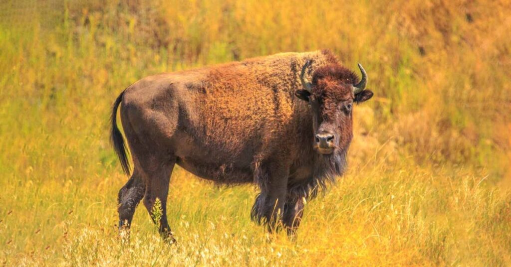 american bison news