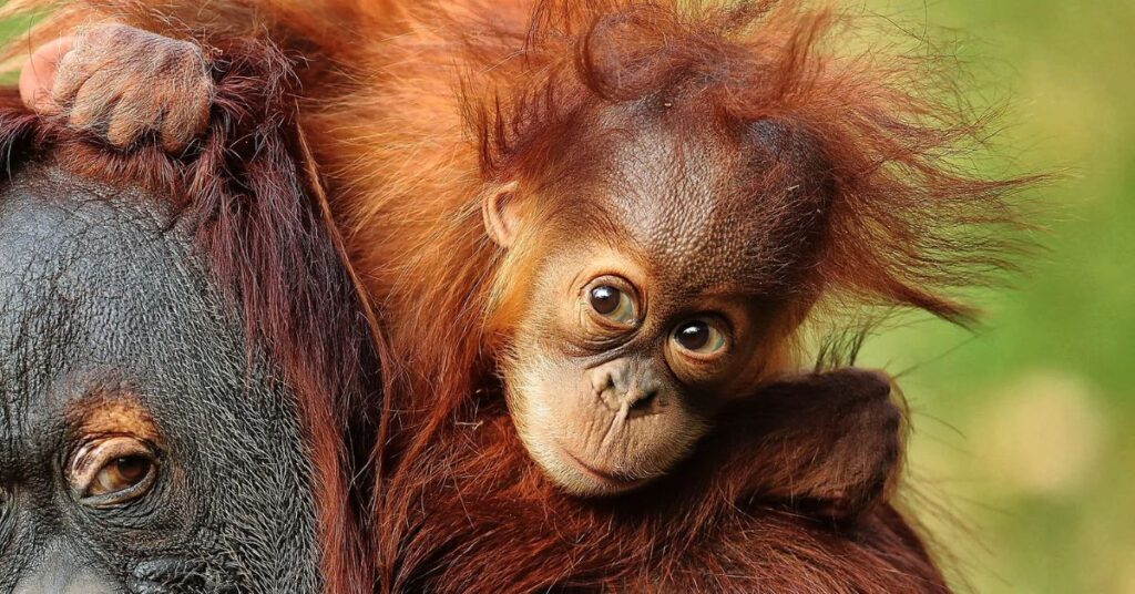 baby orangutan