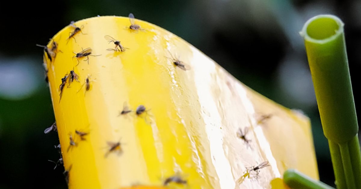 how to get rid of gnats
