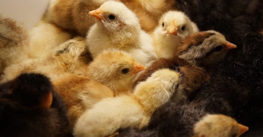 Common Poultry Diseases: How to Recognize and Treat Them