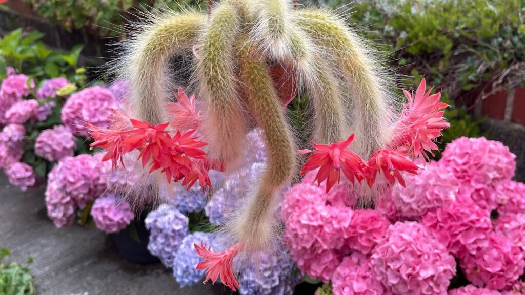 monkey tail cactus