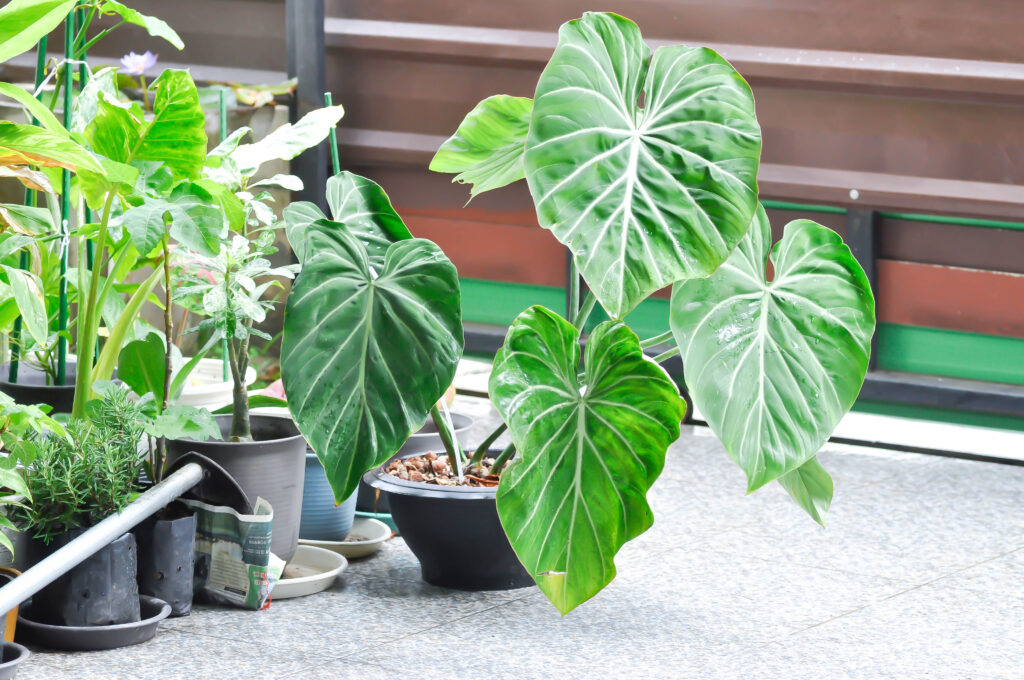 philodendron gloriosum