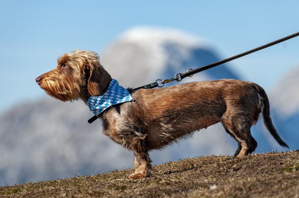 Dog Training Services in South Denver for a More Positive Behavior