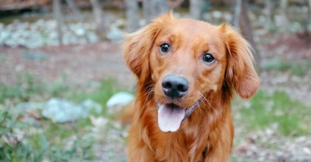 red Golden Retriever