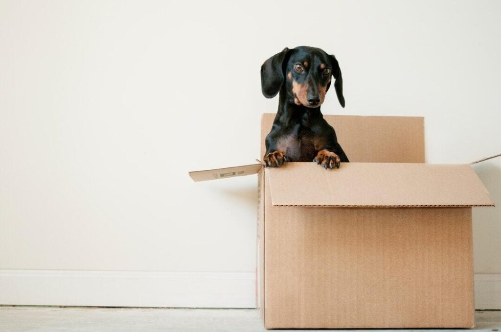 long distance movers