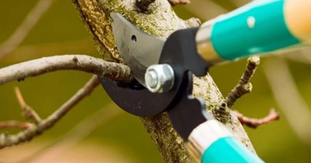 tree pruning in dumfries va