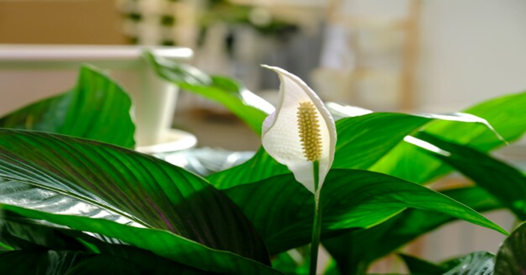 Spathiphyllum
