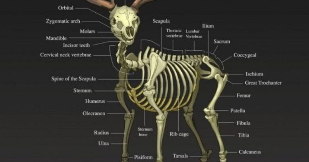 deer anatomy