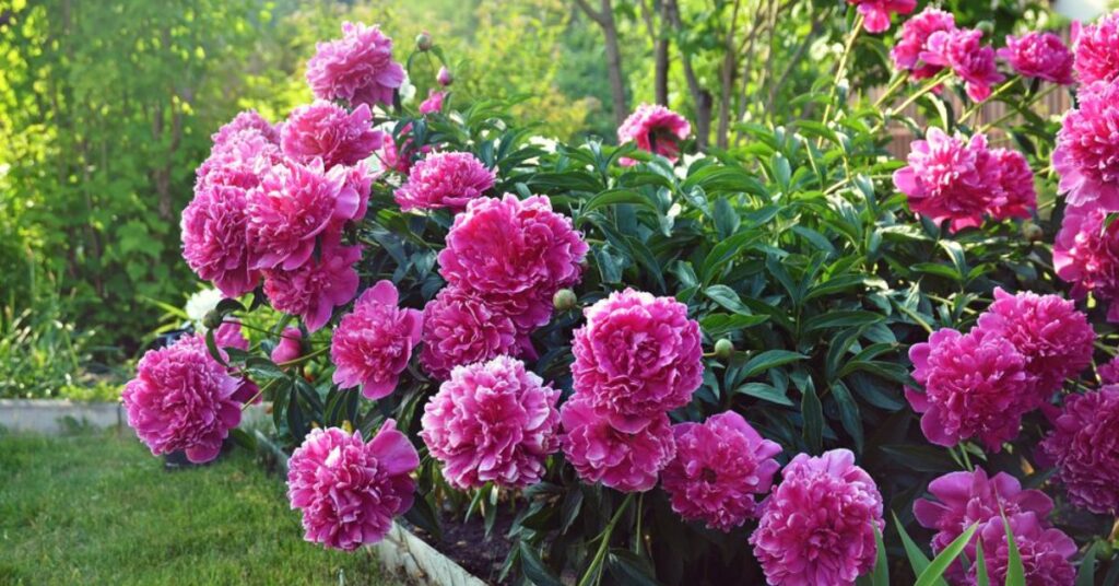 peonia
