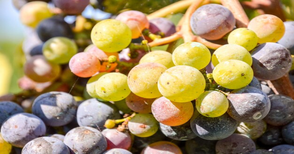 Cotton Candy Grapes