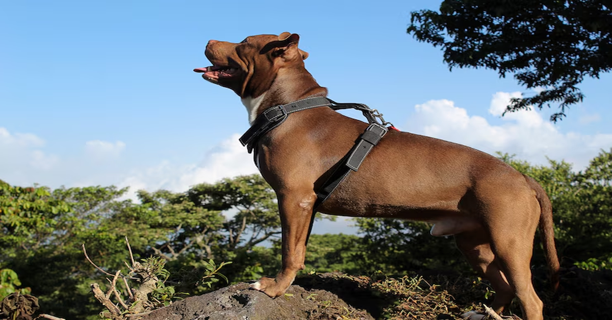 Black Mouth Cur