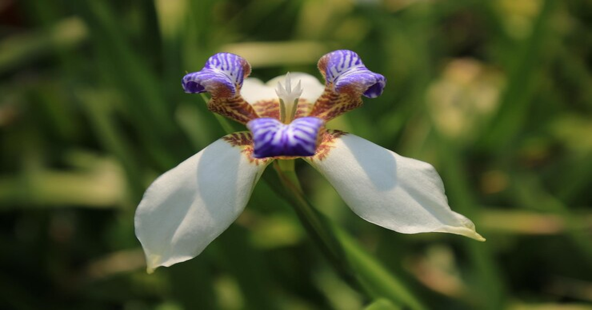 Iris Flower