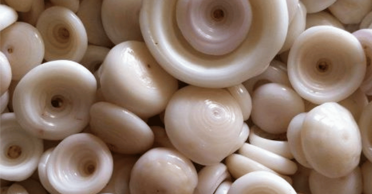 puka shell
