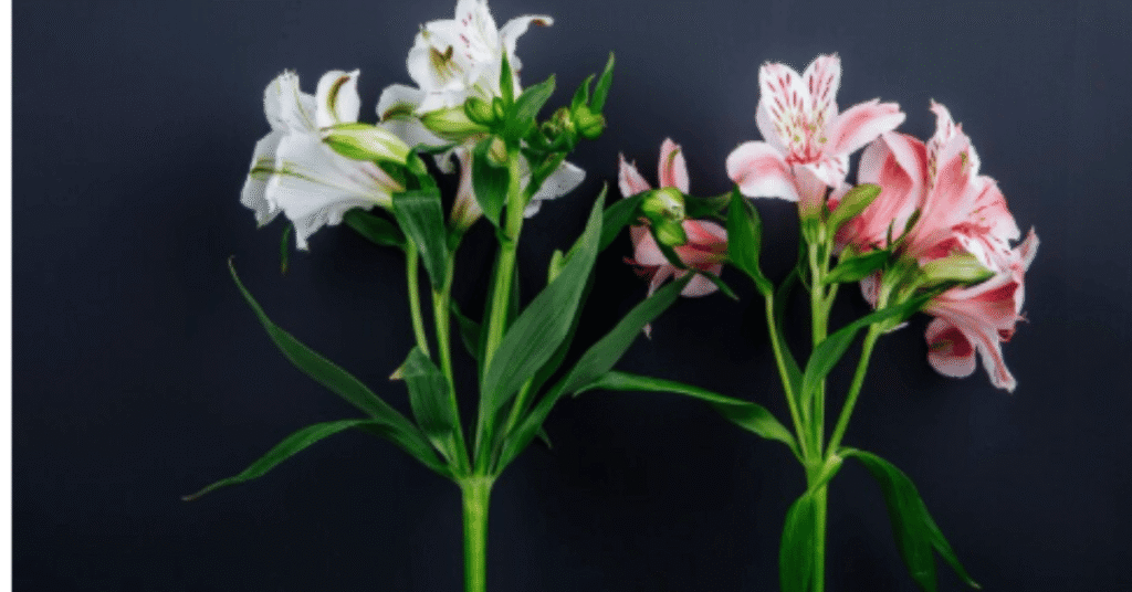 alstromeria