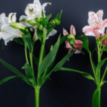 alstromeria