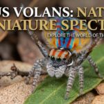 attus volans