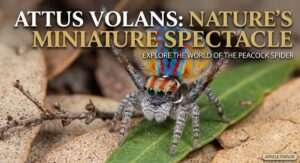 attus volans