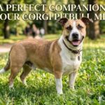 corgi pitbull mix